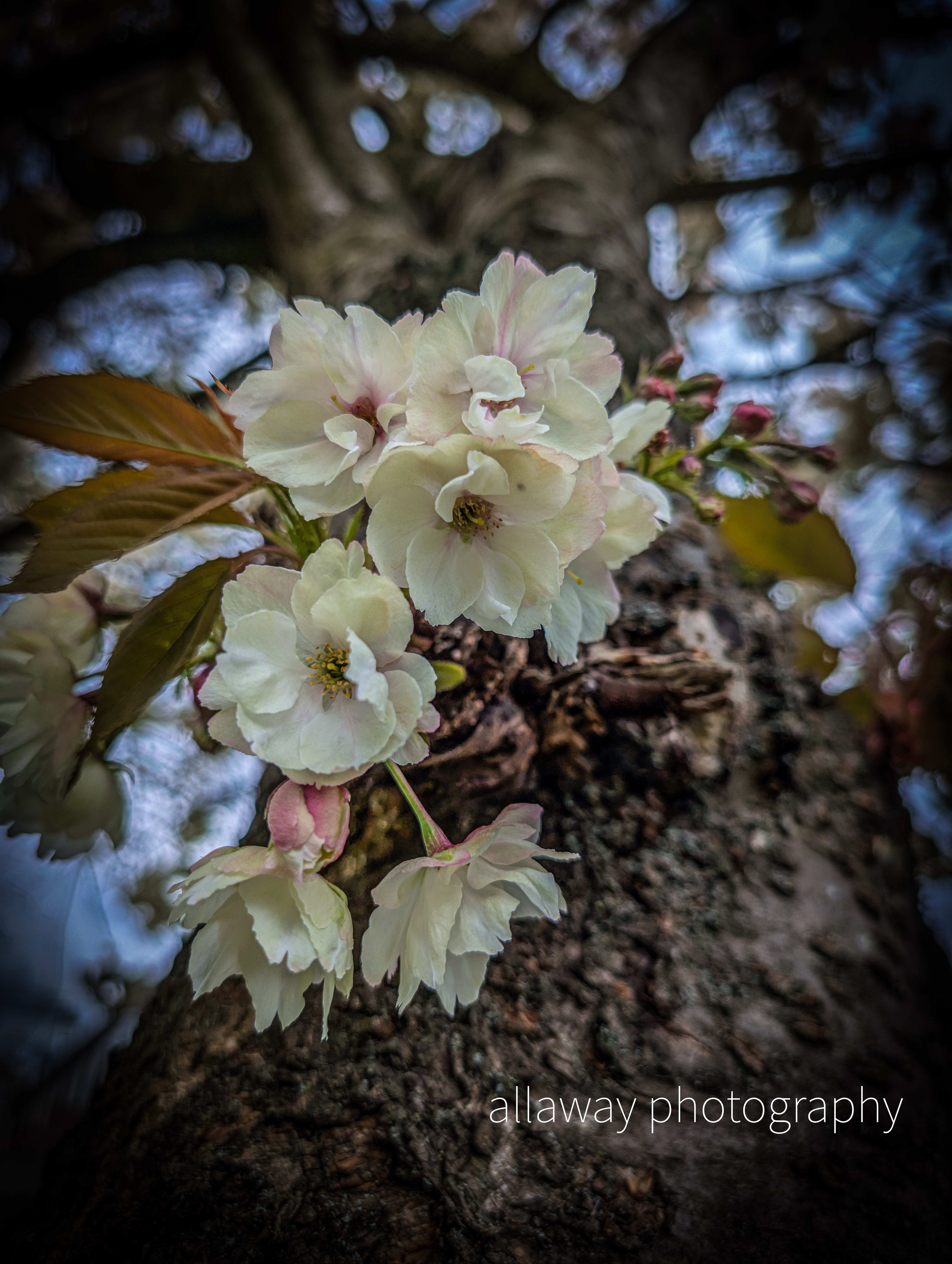 Professional photography session